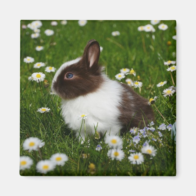 Kleines Braun- und Weißgebälk in Blume Magnet (Vorne)