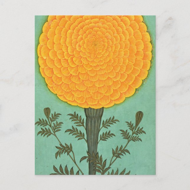 Kleines Clive Album | A Marigold Postkarte (Vorderseite)