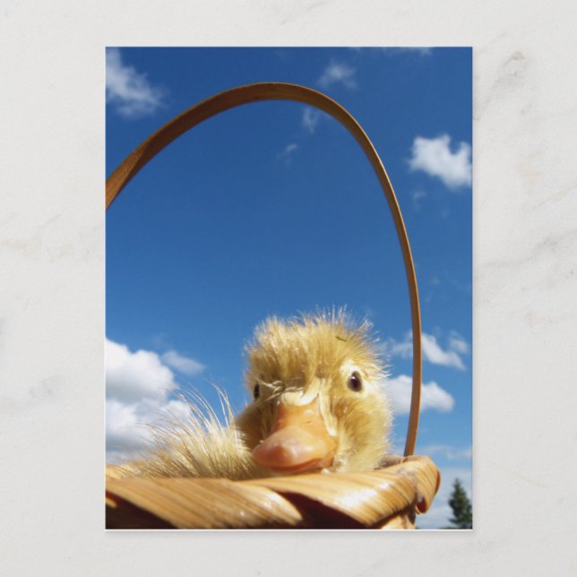 Kleines Enkeln Postkarte (Vorderseite)