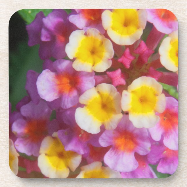 Kleines Gelbpinke und Lila tropische Blume Getränkeuntersetzer (Vorderseite)