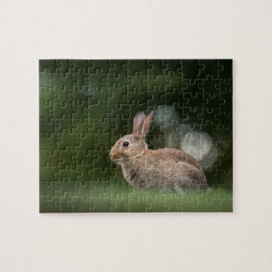Kleines Kaninchen Naturfoto