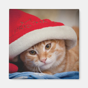 Kleines Kätzchen im roten Weihnachtshut Magnet