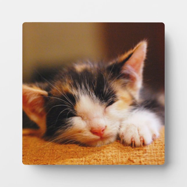 Kleines Kitty Schlafen Fotoplatte (Vorderseite)