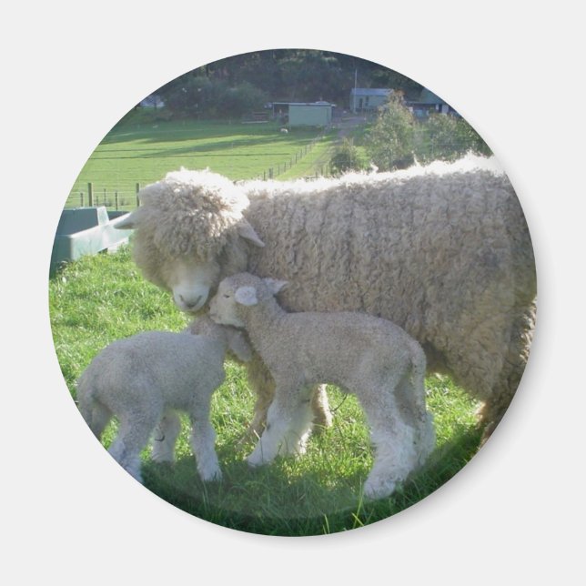 KLEINES LAMM MAGNET (Vorne)