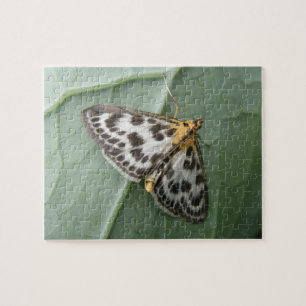 Kleines Magpie Moth Puzzle