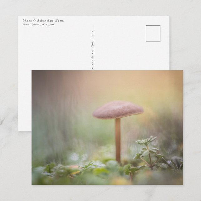 Kleines Mushroom Nature Foto Postkarte (Vorne/Hinten)