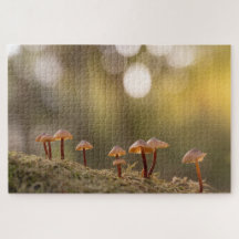 Kleines Mushrooms Nature Foto