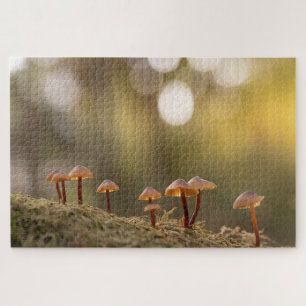Kleines Mushrooms Nature Foto