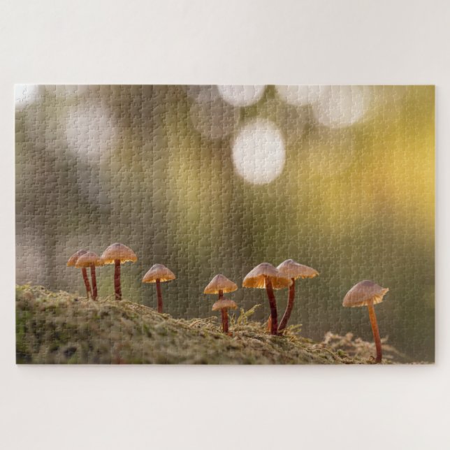 Kleines Mushrooms Nature Foto (Horizontal)