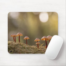 Kleines Mushrooms Nature Foto