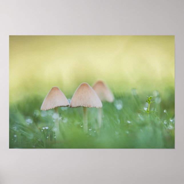 Kleines Mushrooms Nature Foto Poster (Vorne)