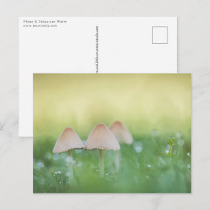 Kleines Mushrooms Nature Foto Postkarte