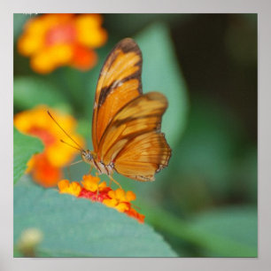 Kleines orange Schmetterlings-Plakat Poster