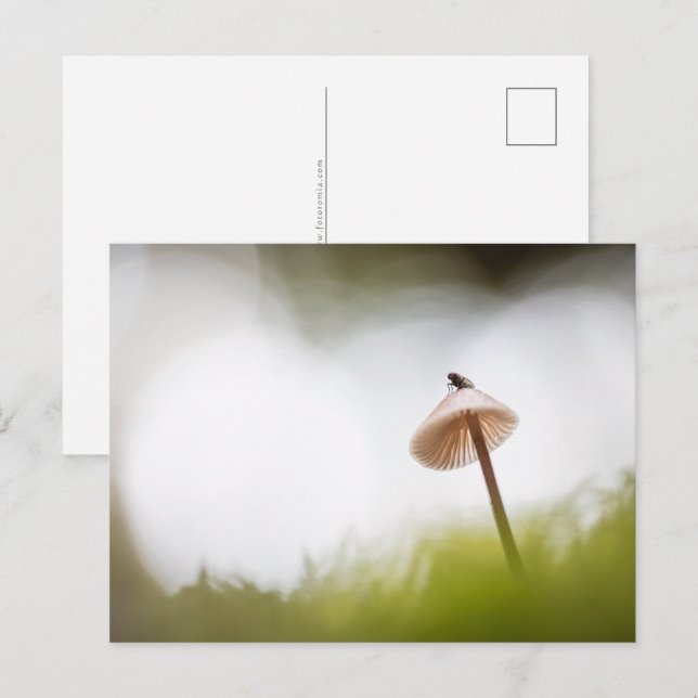 Kleines Pilz-Natur-Foto Postkarte (Vorne/Hinten)