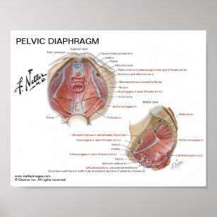 Kleines Plakat - die Becken- Membran des Netters