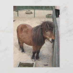 Kleines Pony Postkarte