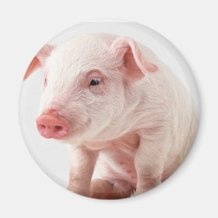 Kleines Schwein Magnet