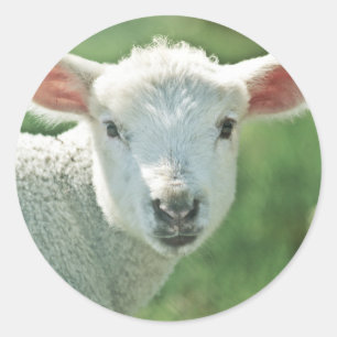 Kleines weißes Lamm Runder Aufkleber