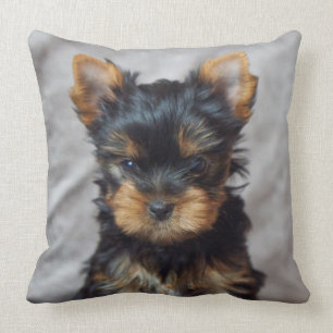 Kleines yorkie kissen