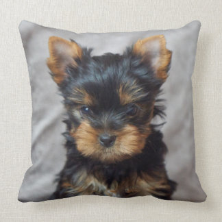 Kleines yorkie kissen
