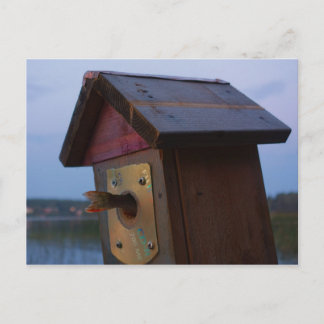 Kleinfische auf der Postkarte des Vogelhauses