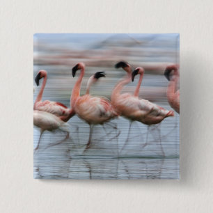 Kleinflamingos in Bewegung, Phoenicopterus Button