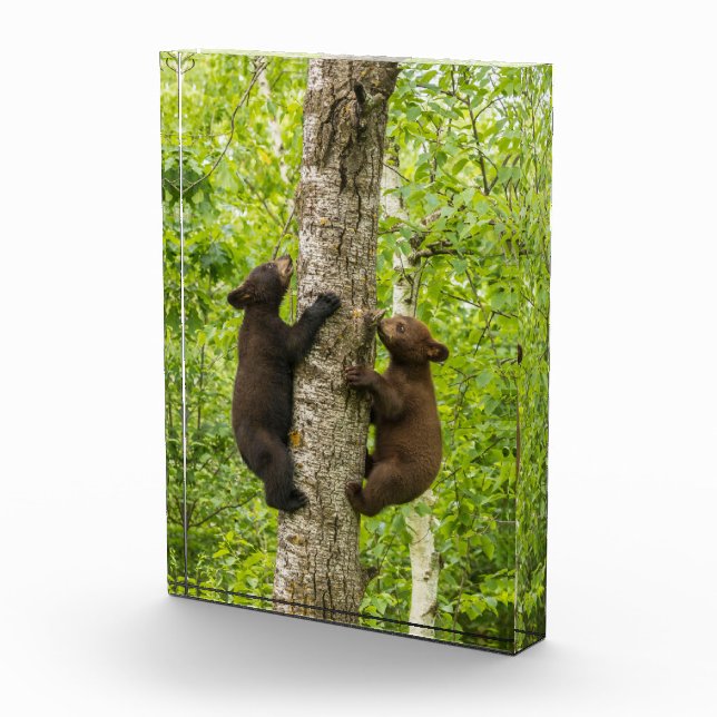 Klettergarten Fotoblock (Rechts)