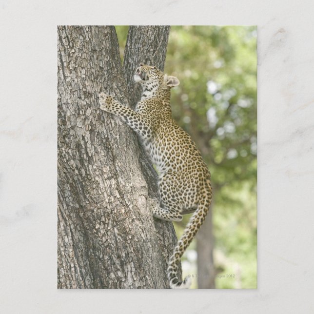 Klettermännchen (Panthera Pardus) Postkarte (Vorderseite)