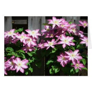 Klettern Clematis Lila Frühlingsblumen