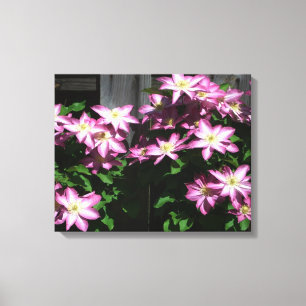 Klettern Clematis Lila Frühlingsblumen Leinwanddruck