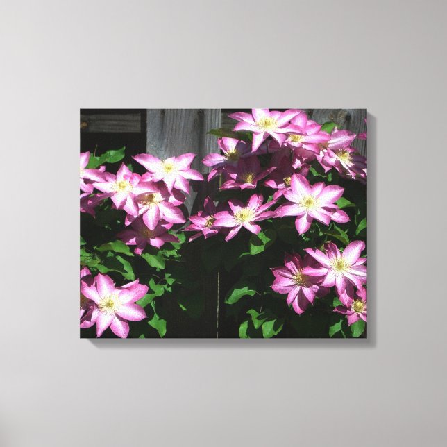Klettern Clematis Lila Frühlingsblumen Leinwanddruck (Vorderseite)