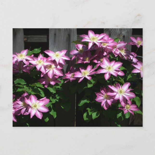 Klettern Clematis Lila Frühlingsblumen Postkarte (Vorderseite)
