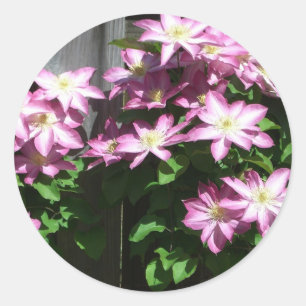 Klettern Clematis Lila Frühlingsblumen Runder Aufkleber