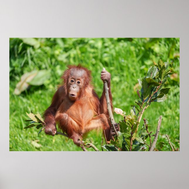 Klettern Orangutan Baby Poster (Vorne)
