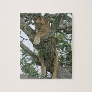 Kletternde Löwin des Baums (Panthera Löwe),
