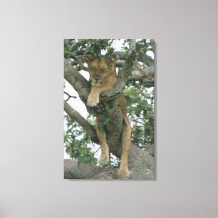 Kletternde Löwin des Baums (Panthera Löwe), Leinwanddruck