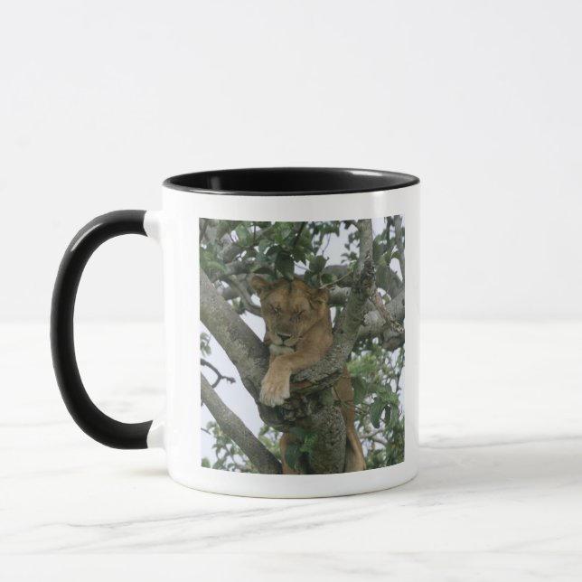 Kletternde Löwin des Baums (Panthera Löwe), Tasse (Links)