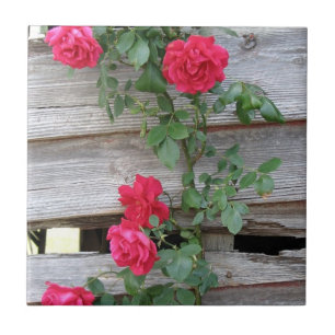 Kletternde Rose Bush Fliese