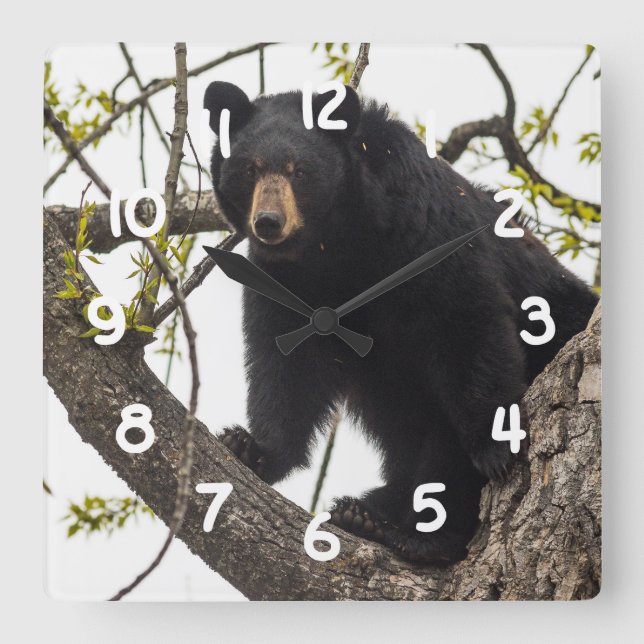 Kletternder schwarzer Bär Quadratische Wanduhr (Vorderseite)