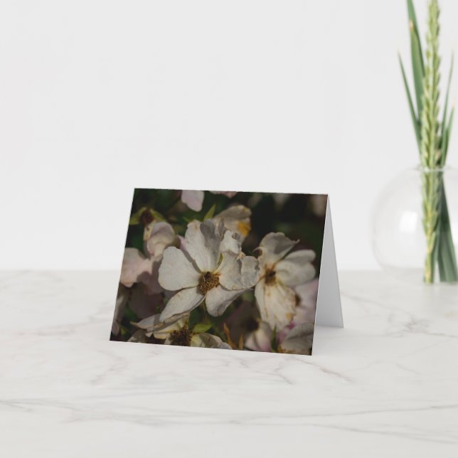 Kletterrose Dankeskarte (Vorderseite)