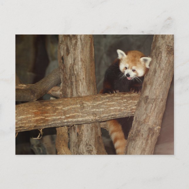 Klettersteig Panda Postcard Postkarte (Vorderseite)