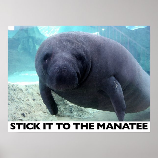 KLICKEN SIE AUF DAS MANATEE-Plakat Poster (Vorne)