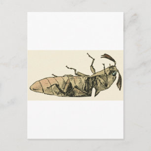 Klicken Sie auf Käfer Postkarte