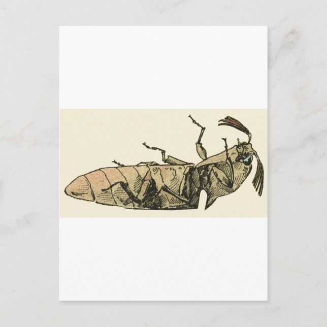 Klicken Sie auf Käfer Postkarte (Vorderseite)