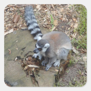 Klingelschwanz-Lemur #2-Stickers Quadratischer Aufkleber