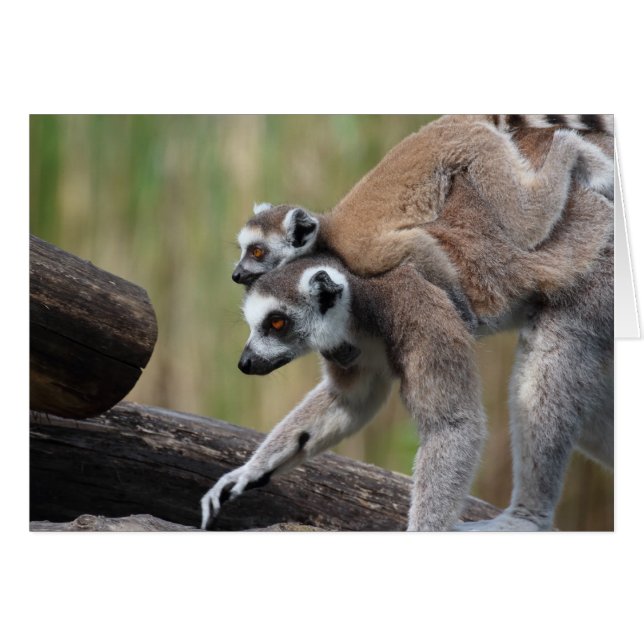 Klingelschwanzmutter und Baby (Vorderseite (Horizontal))