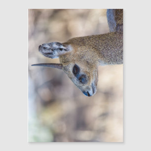 Klipspringer Portrait Magnetkarte