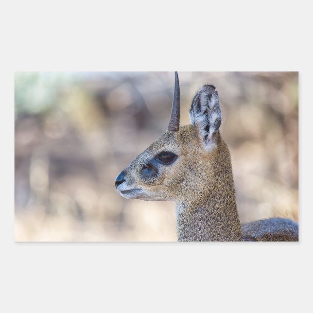 Klipspringer Portrait Rechteckiger Aufkleber (Vorderseite)