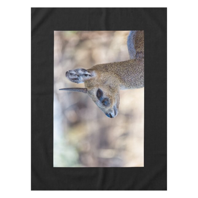 Klipspringer Portrait Tischdecke (Vorderseite)