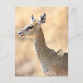 Klipspringer Postkarte